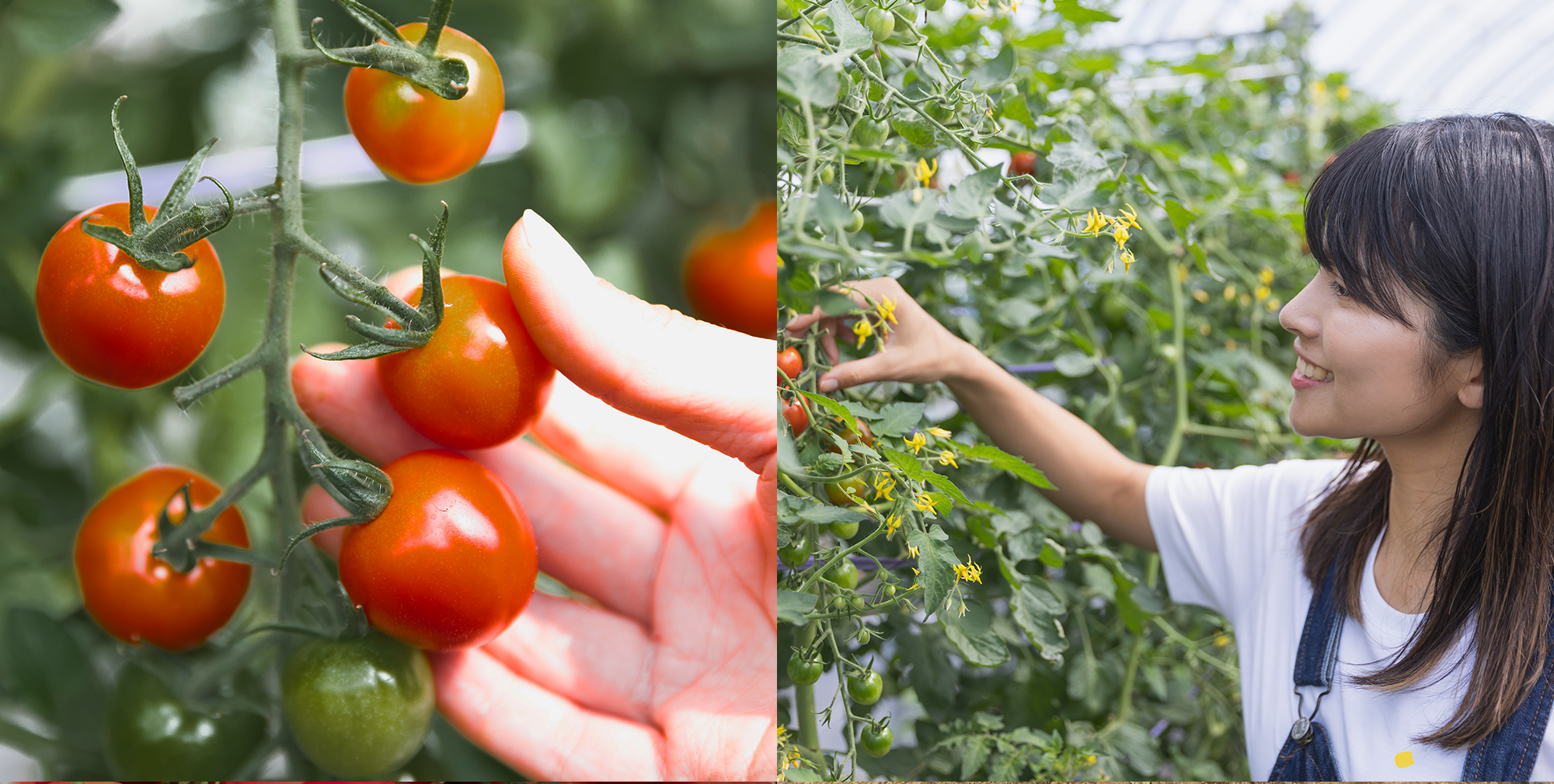 北海道の恵みと愛情をいっぱい受けた美味しい野菜ができました