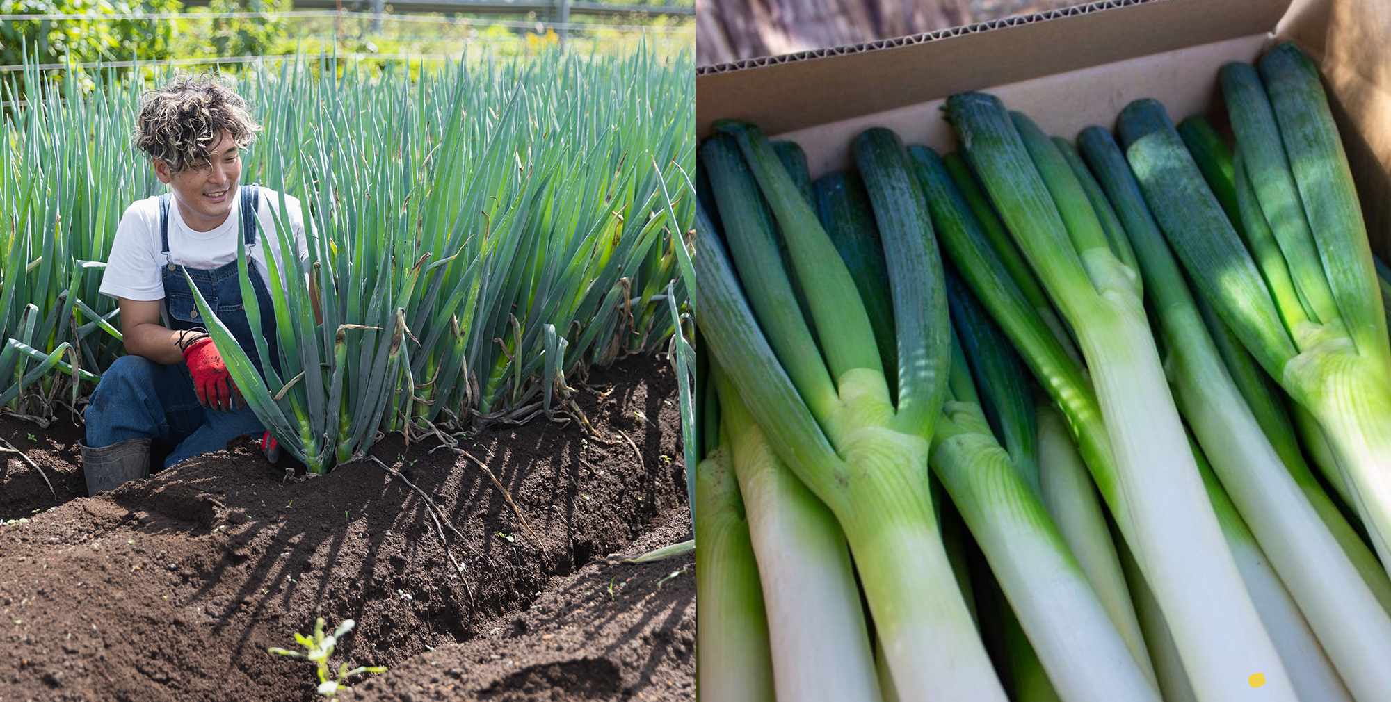北海道の恵みと愛情をいっぱい受けた美味しい野菜ができました